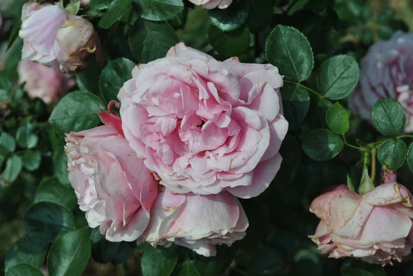 Primer Plano Floribunda Rose Jardín — Foto de Stock