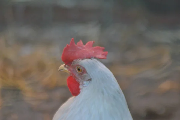 Egy Szelektív Fókuszfelvétel Egy Csirkéről Farmon — Stock Fotó