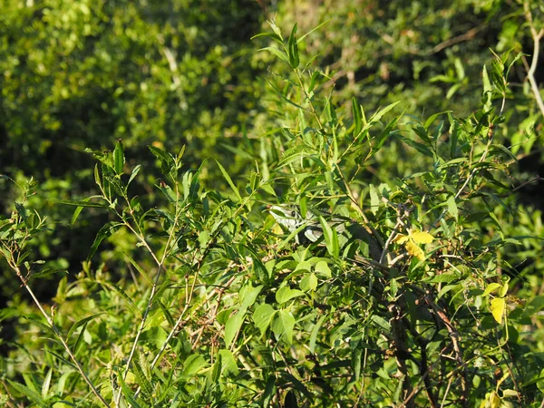 Tiro Close Camaleão Escondido Folhas Verdes Brilhantes — Fotografia de Stock