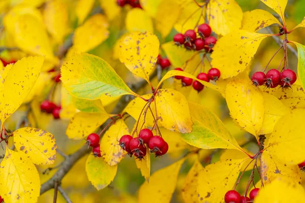 Closeup Shot Red Fruits Hawthorn — Stock Photo, Image