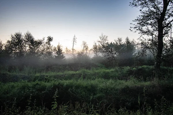 Une Vue Couper Souffle Forêt Lande Dans Frise Orientale — Photo