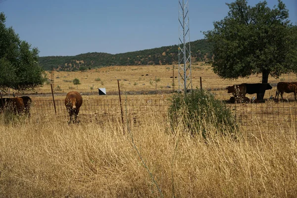 Gado Vaca Pastando Uma Terra Seca — Fotografia de Stock