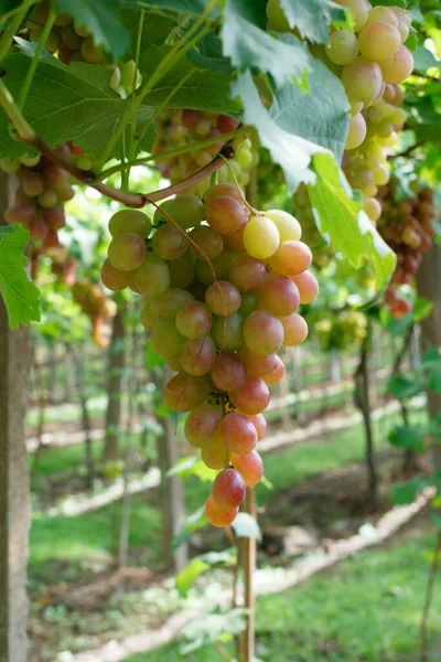 Vertical Shot Delicious Grapes — Stock Photo, Image
