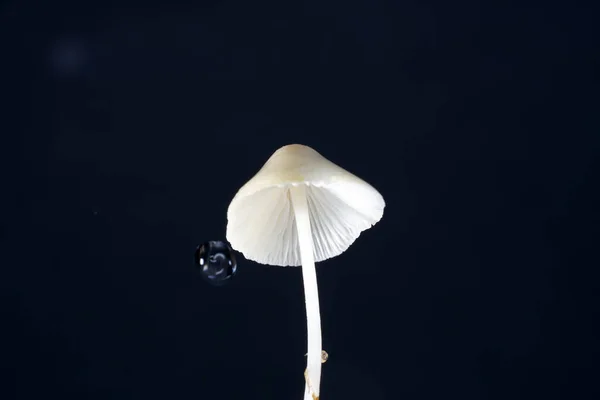 Plan Rapproché Champignon Isolé Sur Fond Noir — Photo