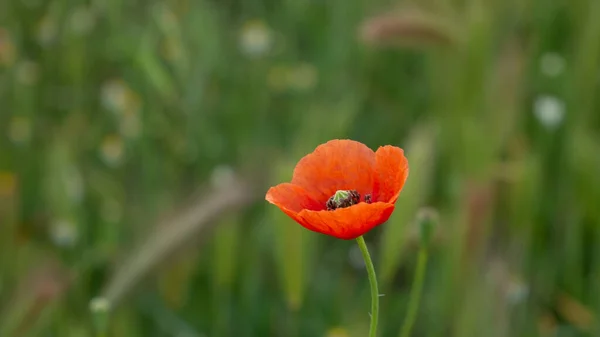 Tiro Seletivo Foco Uma Papoula Vermelha Florescendo Campo — Fotografia de Stock