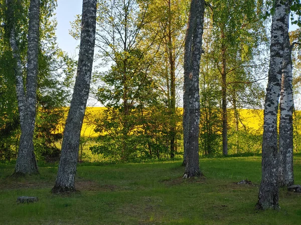 Ein Schöner Blick Auf Die Ländliche Landschaft — Stockfoto