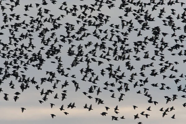 Movimiento Una Bandada Aves — Foto de Stock