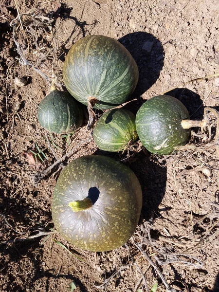 Gros Plan Citrouilles Fraîches Vient Sortir Sol — Photo