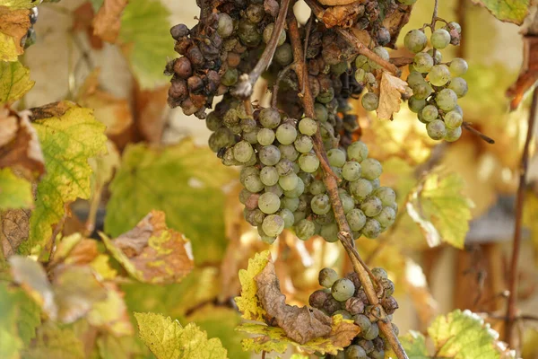 Closeup Shot Bunch Grapes Vine — Stock Photo, Image