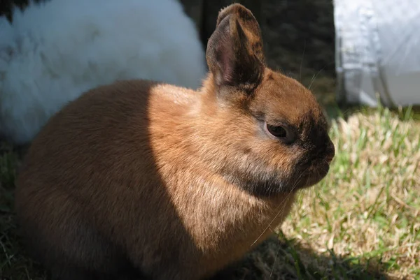 Eine Selektive Nahaufnahme Eines Braunen Kaninchens Gras — Stockfoto