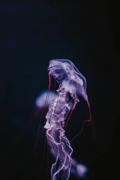 Disparo Vertical Una Medusa — Foto de Stock