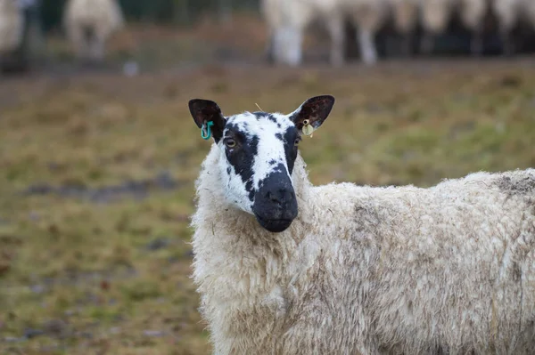 Eine Nahaufnahme Eines Lustigen Schafes — Stockfoto