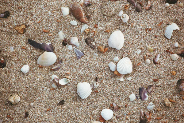 Overhead Shot Wet Sandy Beach Mixed Some Seashells Perfect Background — Stock Photo, Image