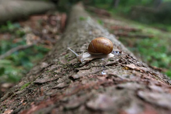 一只蜗牛爬在倒在森林里的木头上的选择性镜头 — 图库照片