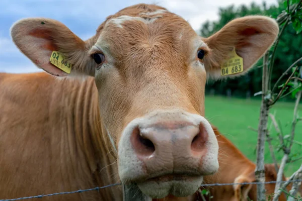 Eifel Németország 2020 Július Gyönyörű Barna Tehenek Réten Drámai Felhőkkel — Stock Fotó