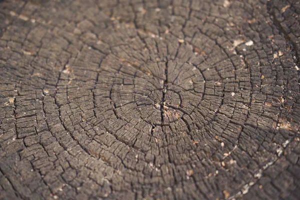 Een Close Shot Van Een Gezaagde Boom Stam Vlak — Stockfoto