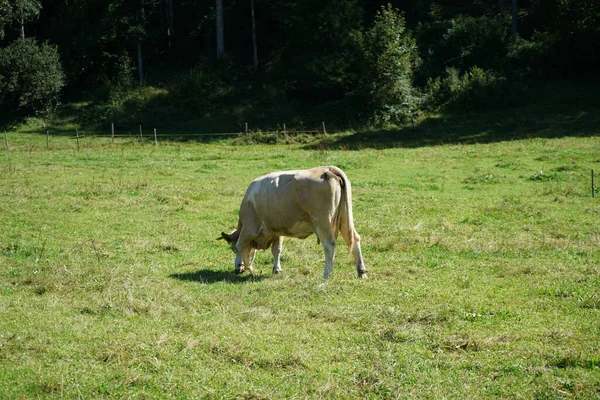 Primer Plano Una Vaca Marrón Comiendo Hierba Con Árboles Fondo —  Fotos de Stock