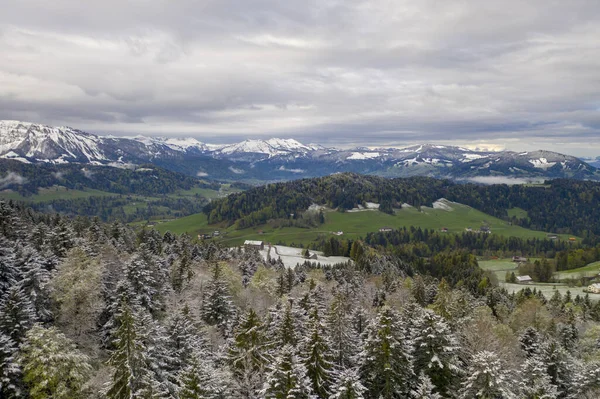 Fantastisk Utsikt Över Böljande Kullar Och Snötäckta Granar — Stockfoto