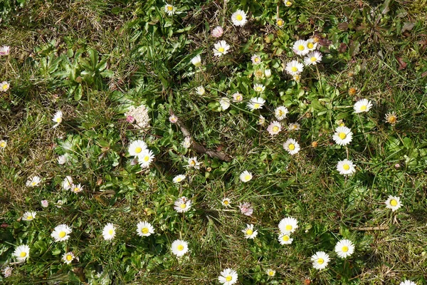 Primo Piano Margherite Che Crescono Nel Parco Verde — Foto Stock