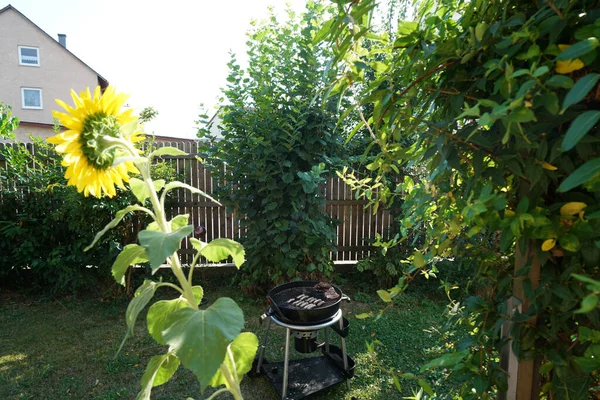 Een Tuin Met Barbecue Houtskool Groen — Stockfoto