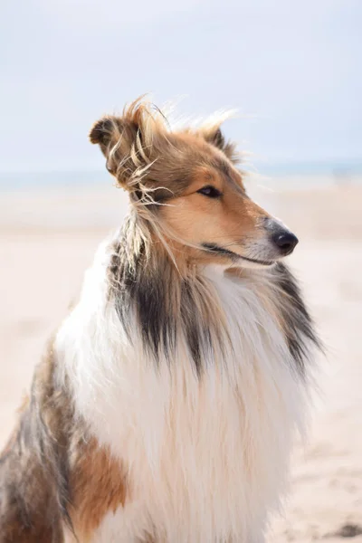 Uma Foto Close Collie Shorthaired — Fotografia de Stock