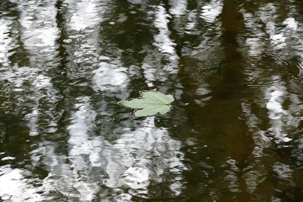 Une Feuille Surface Une Eau — Photo