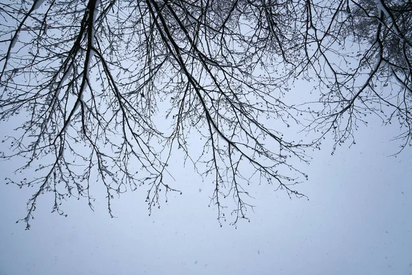 Hermoso Tiro Árboles Parcialmente Cubiertos Nieve —  Fotos de Stock