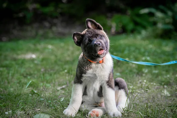 秋田犬写真素材 ロイヤリティフリー秋田犬画像 Depositphotos