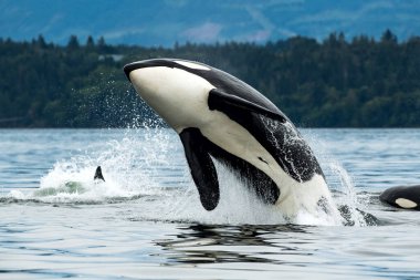 A Bigg's orca whale jumping out of the sea in Vancouver Island, Canada clipart