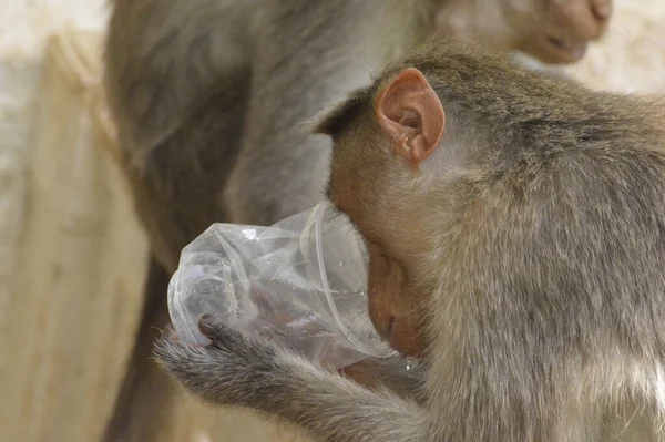 水を飲むアカゲザルのクローズアップショット — ストック写真