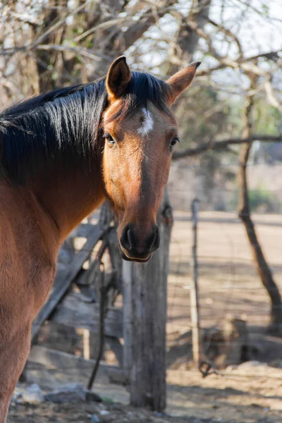 Pferdeporträt Auf Argentinischem Bauernhof — Stockfoto