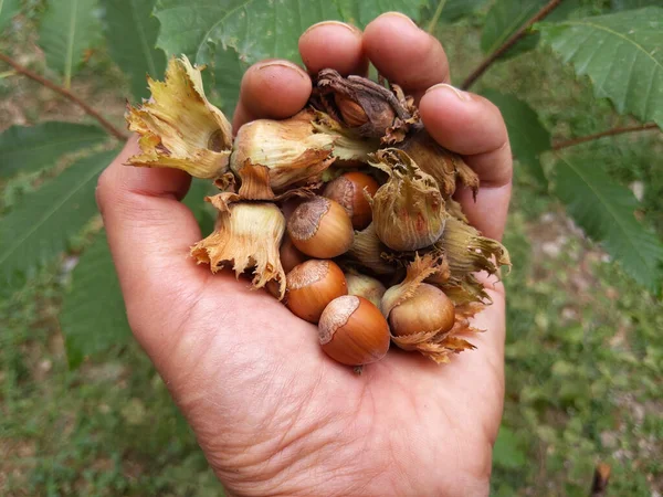 Closeup Shot Fresh Hazelnuts Hand — Stock Photo, Image