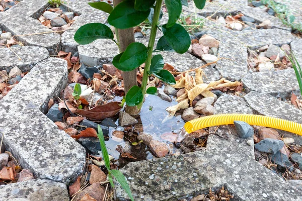 A newly planted small tree watering with a water hose in a street