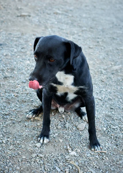 Colpo Verticale Simpatico Cane Nero Patterdale Terrier Seduto Sul Terreno — Foto Stock