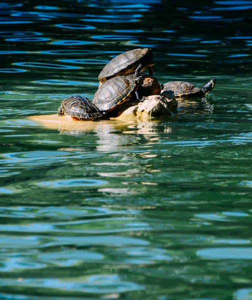 Plan Rapproché Une Famille Tortues Sur Rocher Centre Lac Parfait — Photo