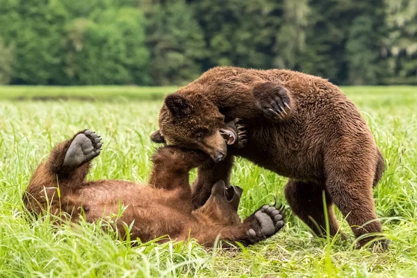 グリズリーの熊がカナダのクッツェメーングリズリーベアサンクチュアリで一緒に遊んでいます — ストック写真