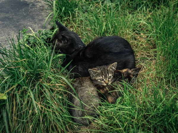 Een Hoge Hoek Shot Van Verschillende Katten Het Gras — Stockfoto