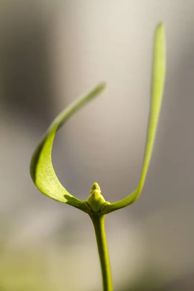 Närbild Mistel — Stockfoto