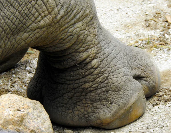 Fechar Rinoceronte Branco Mostrando Detalhes Padrões Pele — Fotografia de Stock
