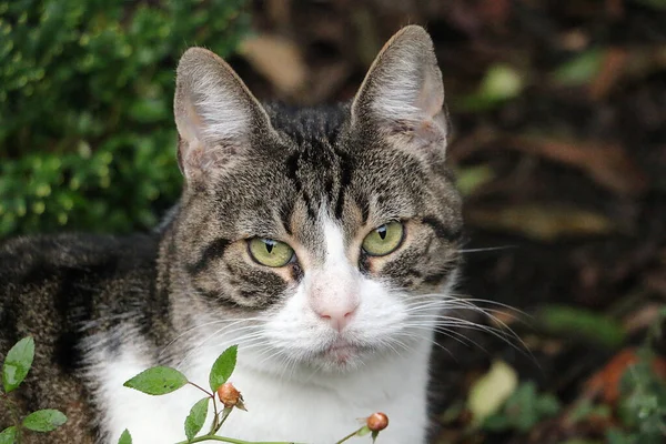 Eine Nahaufnahme Einer Katze — Stockfoto