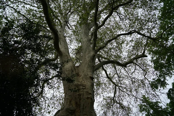 Low Angle Shot Tall Tree — Stock Photo, Image