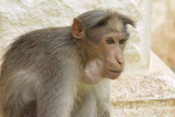 Närbild Rhesus Macaque Djurparken — Stockfoto