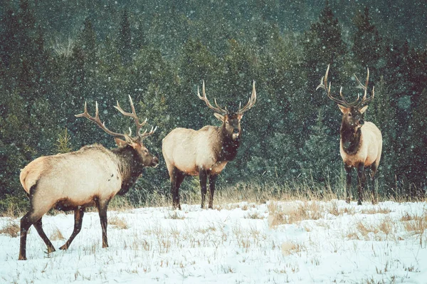 Beautiful Shot Moose Snow — Stock Photo, Image