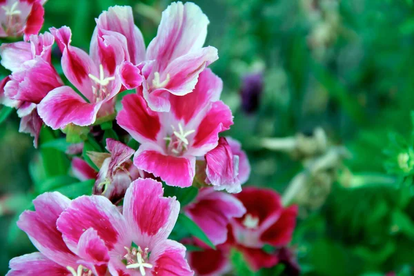 Soft Focus Pink Godetia Flowers Field — Stock Photo, Image