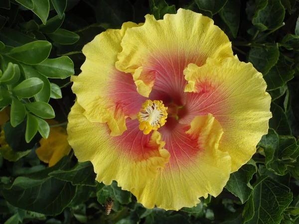 Gros Plan Une Belle Fleur Hibiscus Fleur — Photo