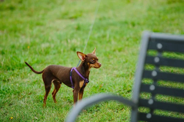 Bonito Praga Ratter Jogando Livre Durante Dia — Fotografia de Stock