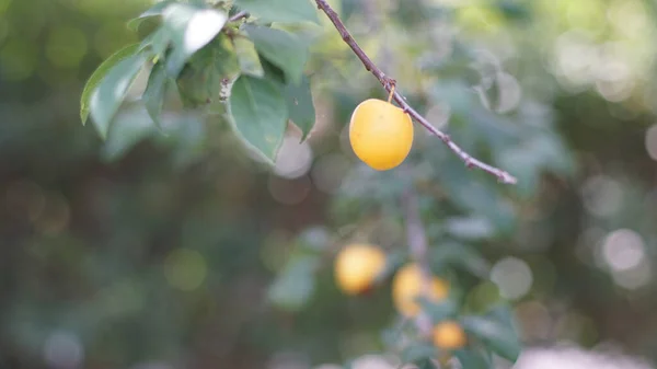 Close Uma Ameixa Amarela Com Fundo Borrado — Fotografia de Stock