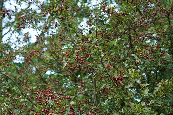 Een Prachtig Shot Van Highbush Cranberry Boom — Stockfoto