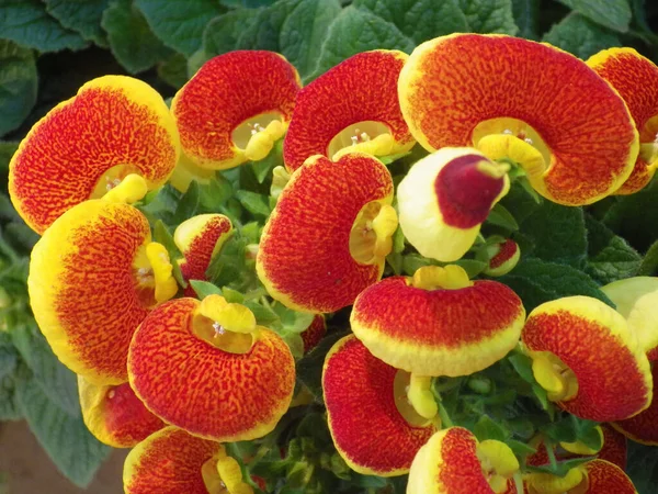 Eine Nahaufnahme Einer Schönen Calceolaria Blume — Stockfoto