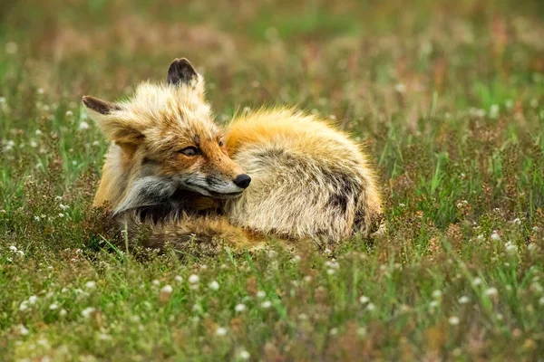 Gros Plan Renard Roux Dans Champ Des Îles San Juan — Photo